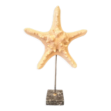 Natural starfish on marble base old cabinet of curiosities vintage shell