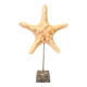 Natural starfish on marble base old cabinet of curiosities vintage shell