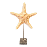 Etoile de mer naturelle sur socle en marbre ancien cabinet de curiosités vintage coquillage