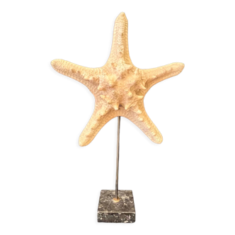 Natural starfish on marble base old cabinet of curiosities vintage shell