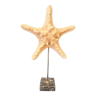 Natural starfish on marble base old cabinet of curiosities vintage shell
