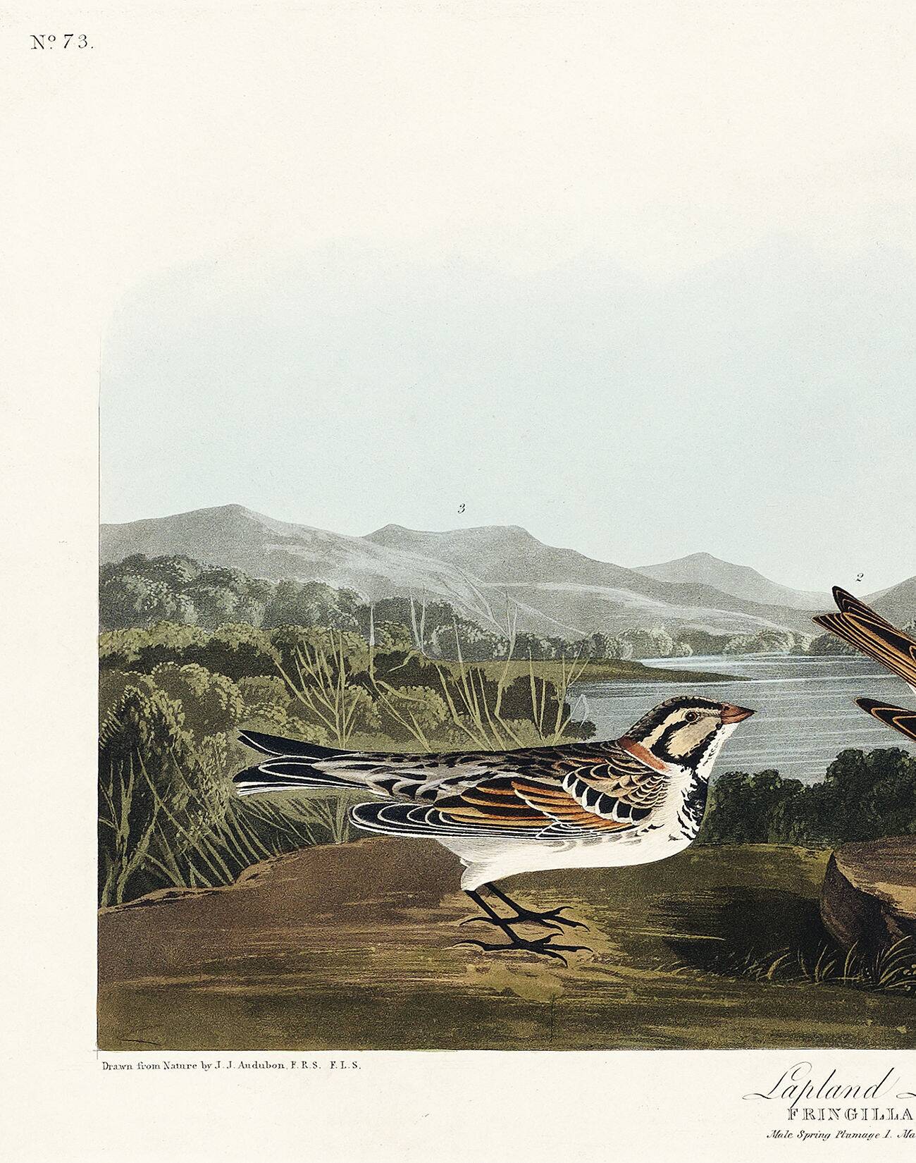 Poster about the Lapland lark, based on an old engraving from 1827.