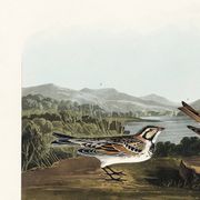 Poster about the Lapland lark, based on an old engraving from 1827.