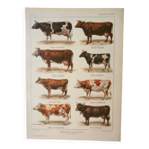 Gravure ancienne 1922 M. Dessertenne - Anatomie du cheval, équitation