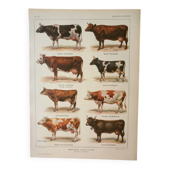 Old engraving 1922 M. Dessertenne - Anatomy of the horse, horse riding