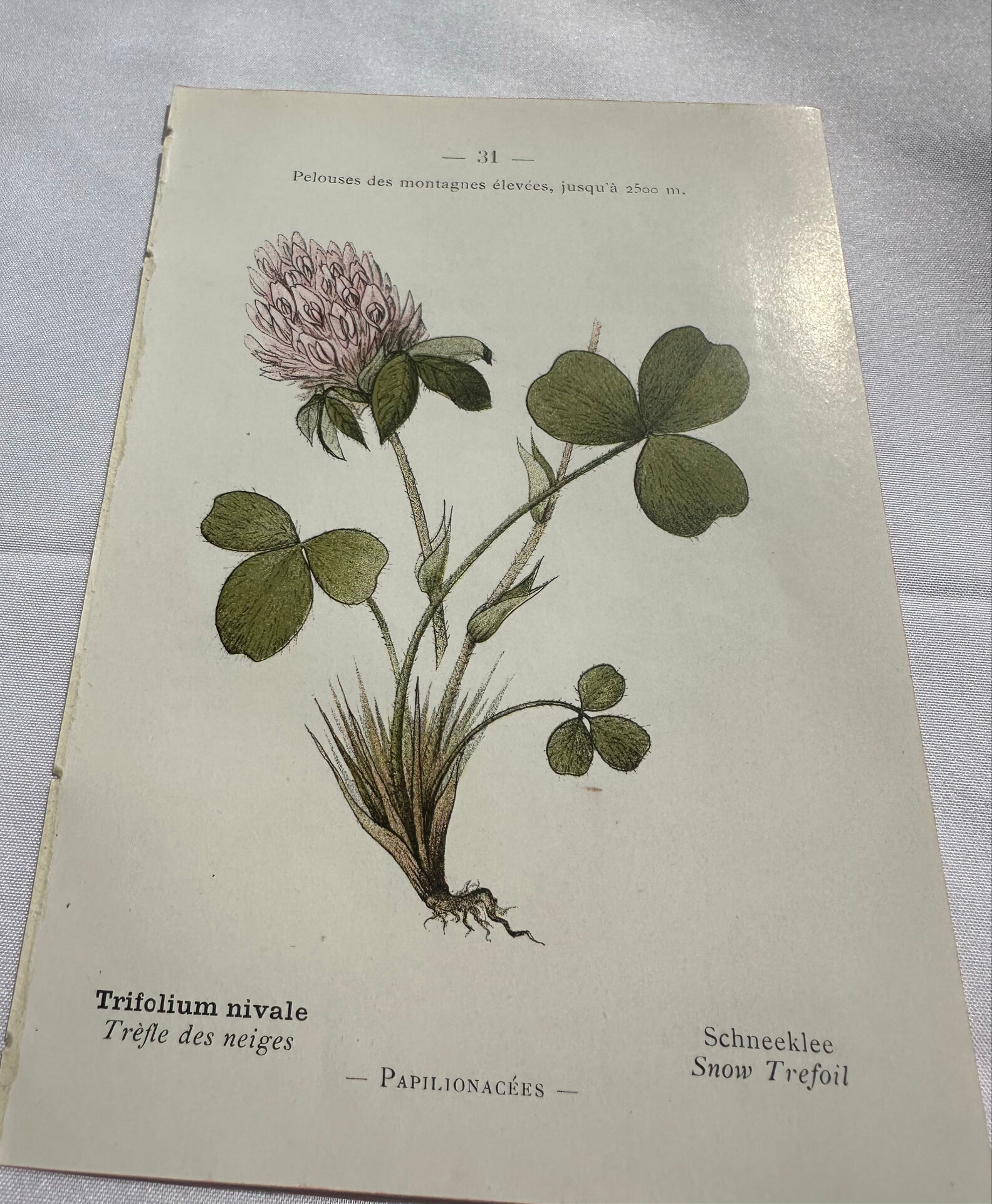 Botanical engraving naturalist plate flower plant of France