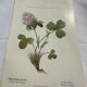Botanical engraving naturalist plate flower plant of France