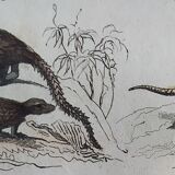 Original zoological plate " little grey of siberia, palmiste,... - buffon 1838