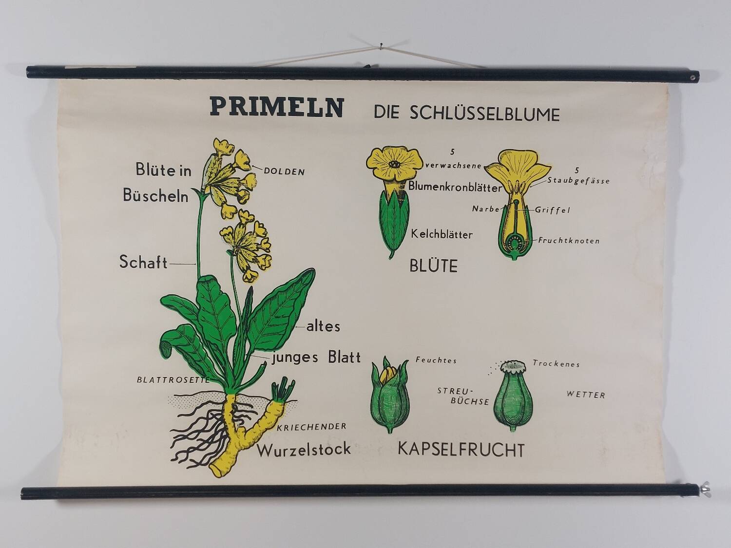Vintage educational wall hanging roll chart biology plants botanical