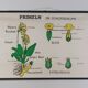 Vintage educational wall hanging roll chart biology plants botanical