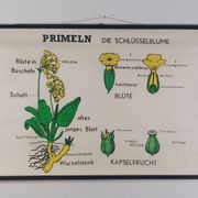 Vintage educational wall hanging roll chart biology plants botanical