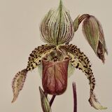 Aquarelle sur la fleur d'orchidée sauvage - 1960