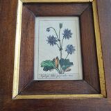 Tableau botanique