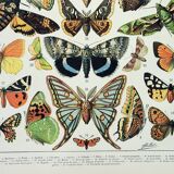 Old engraving 1898, European butterflies, insects • Lithograph, Original plate