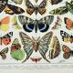Gravure ancienne 1898, Papillons d'Europe, insectes • Lithographie, Planche originale