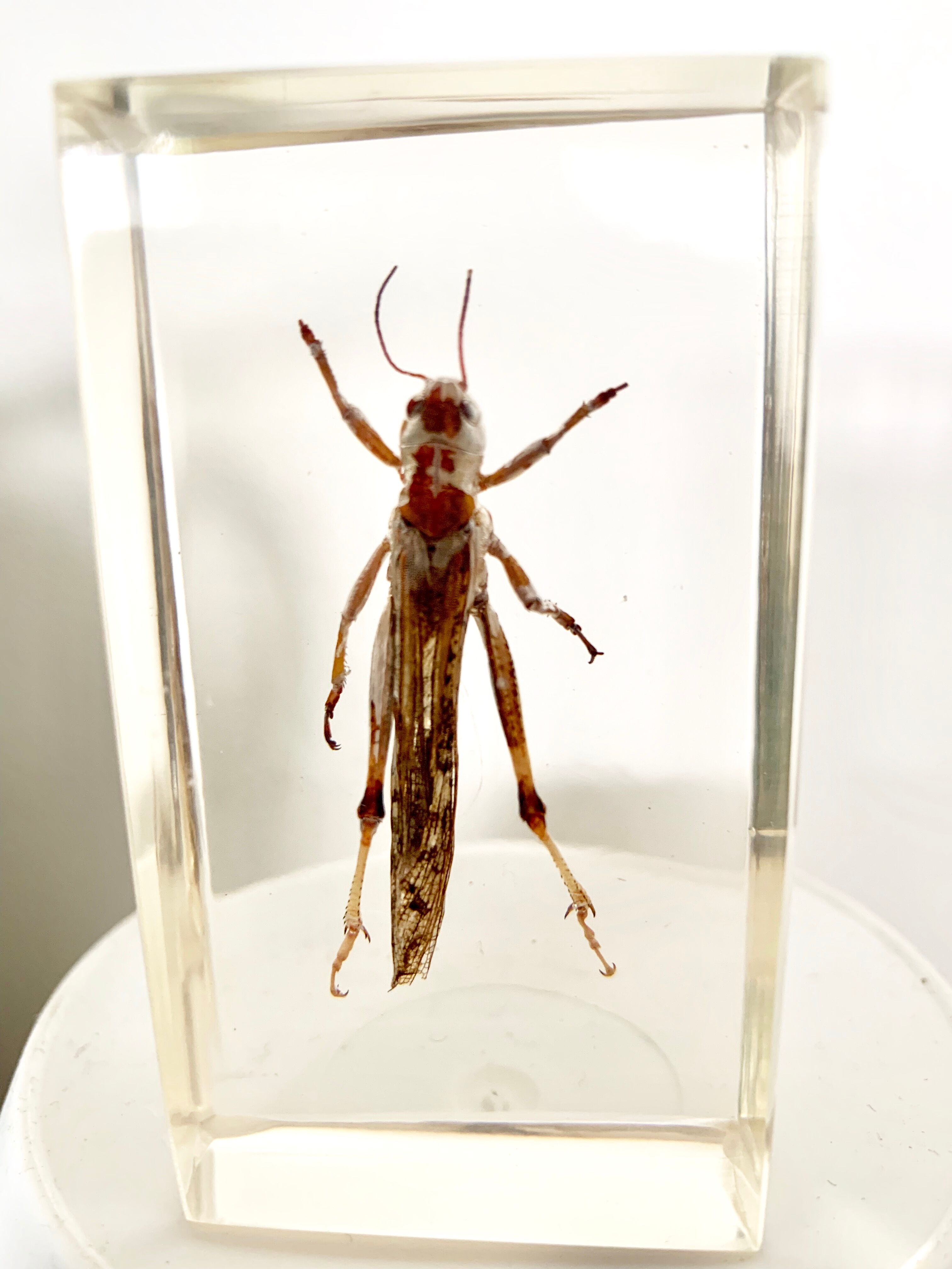 Insect duo under resin inclusion