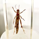 Insect duo under resin inclusion