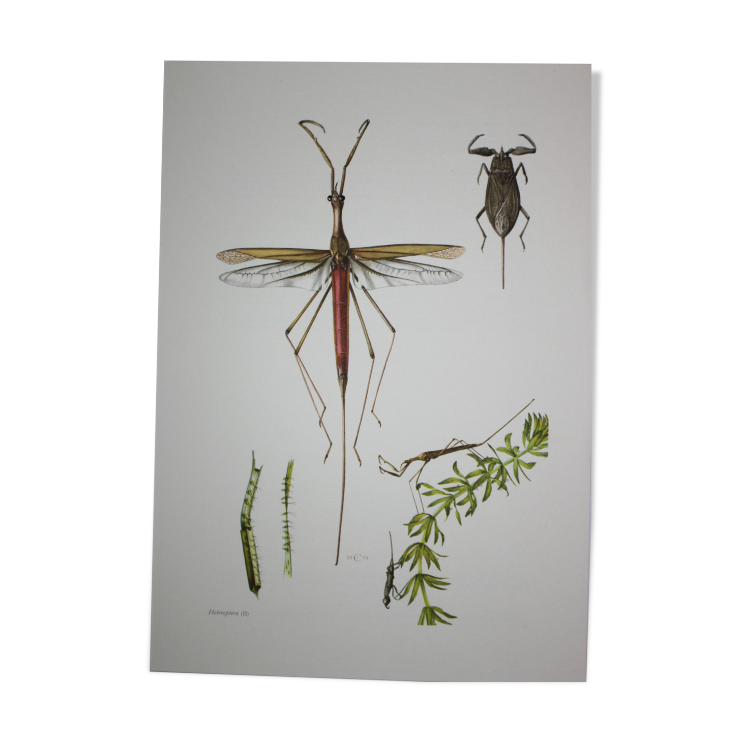 Ranatre and ashy nepe| 1961 | Insect Heteroptera| Original pedagogical board| Entomology