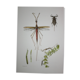 Ranatre and ashy nepe| 1961 | Insect Heteroptera| Original pedagogical board| Entomology