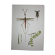 Ranatre and ashy nepe| 1961 | Insect Heteroptera| Original pedagogical board| Entomology