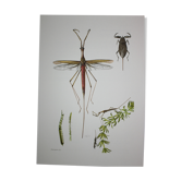 Ranatre and ashy nepe| 1961 | Insect Heteroptera| Original pedagogical board| Entomology