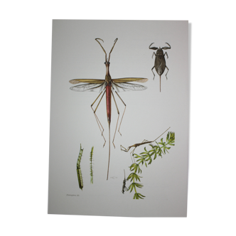 Ranatre and ashy nepe| 1961 | Insect Heteroptera| Original pedagogical board| Entomology