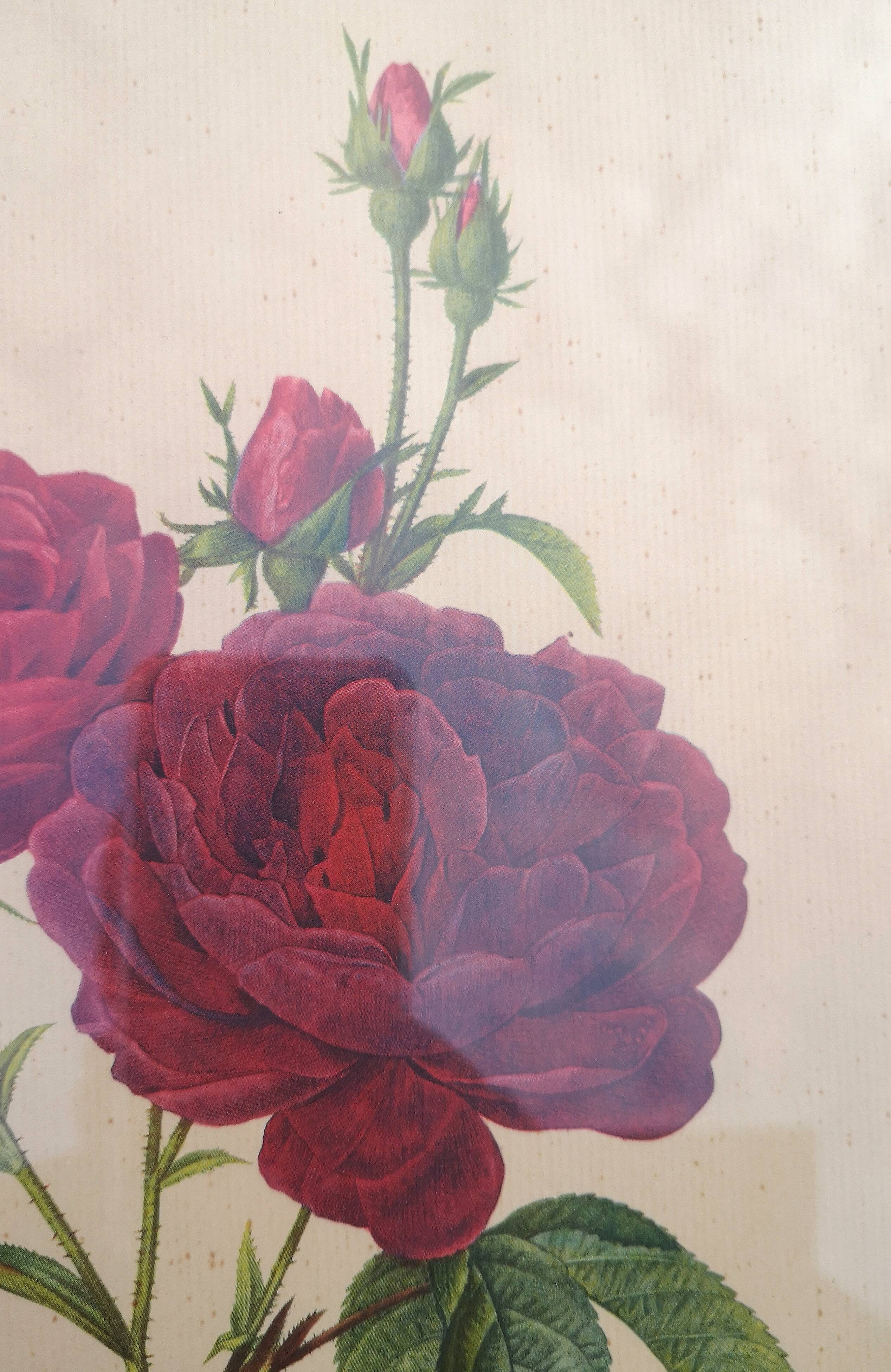 Framed lithograph by Pierre-Joseph Redouté