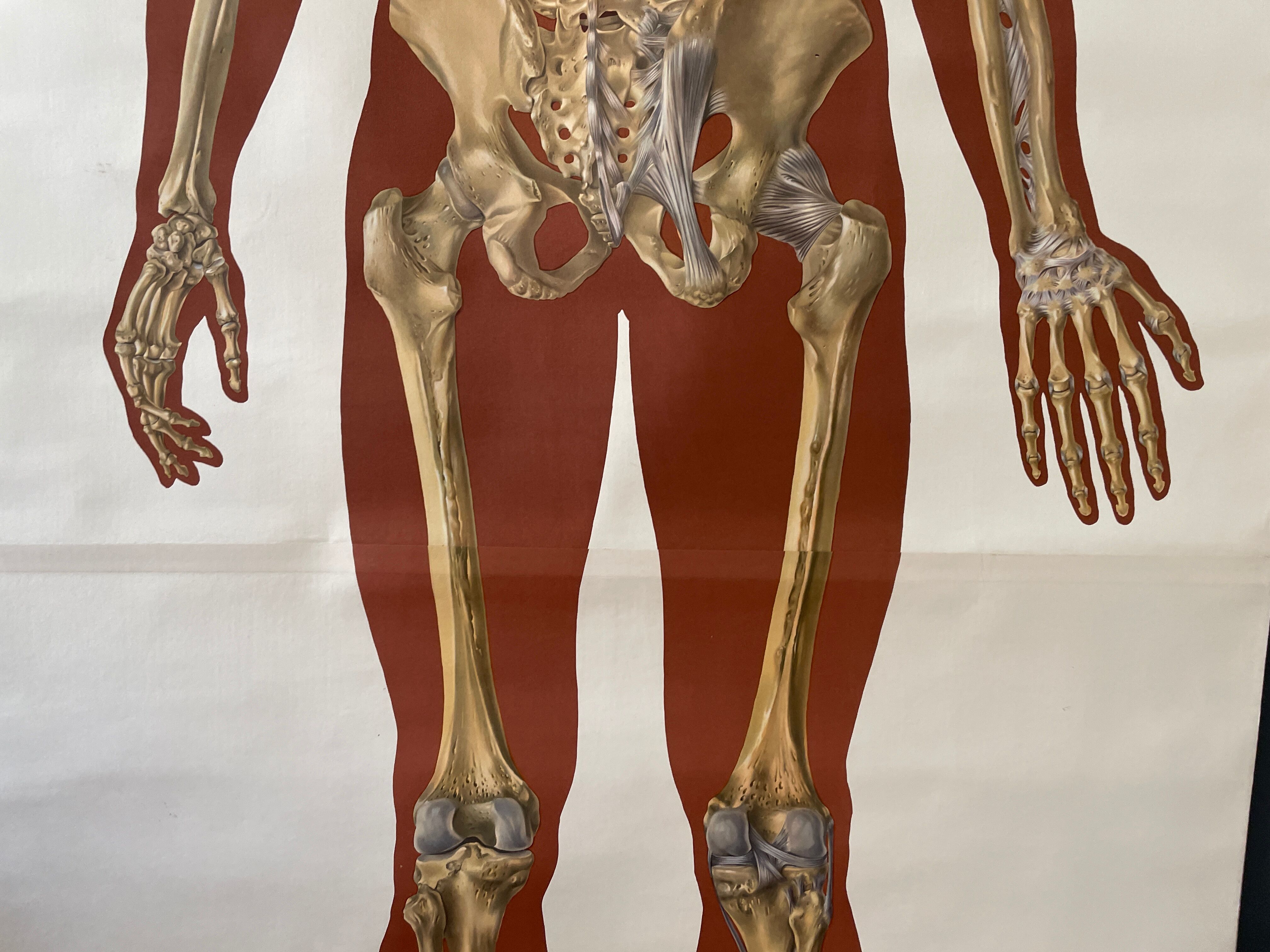 Deutsches Hygiene Museum SKELETON Vintage Medical Poster Wall Board 1960's