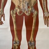 Deutsches Hygiene Museum SKELETON Vintage Medical Poster Wall Board 1960's