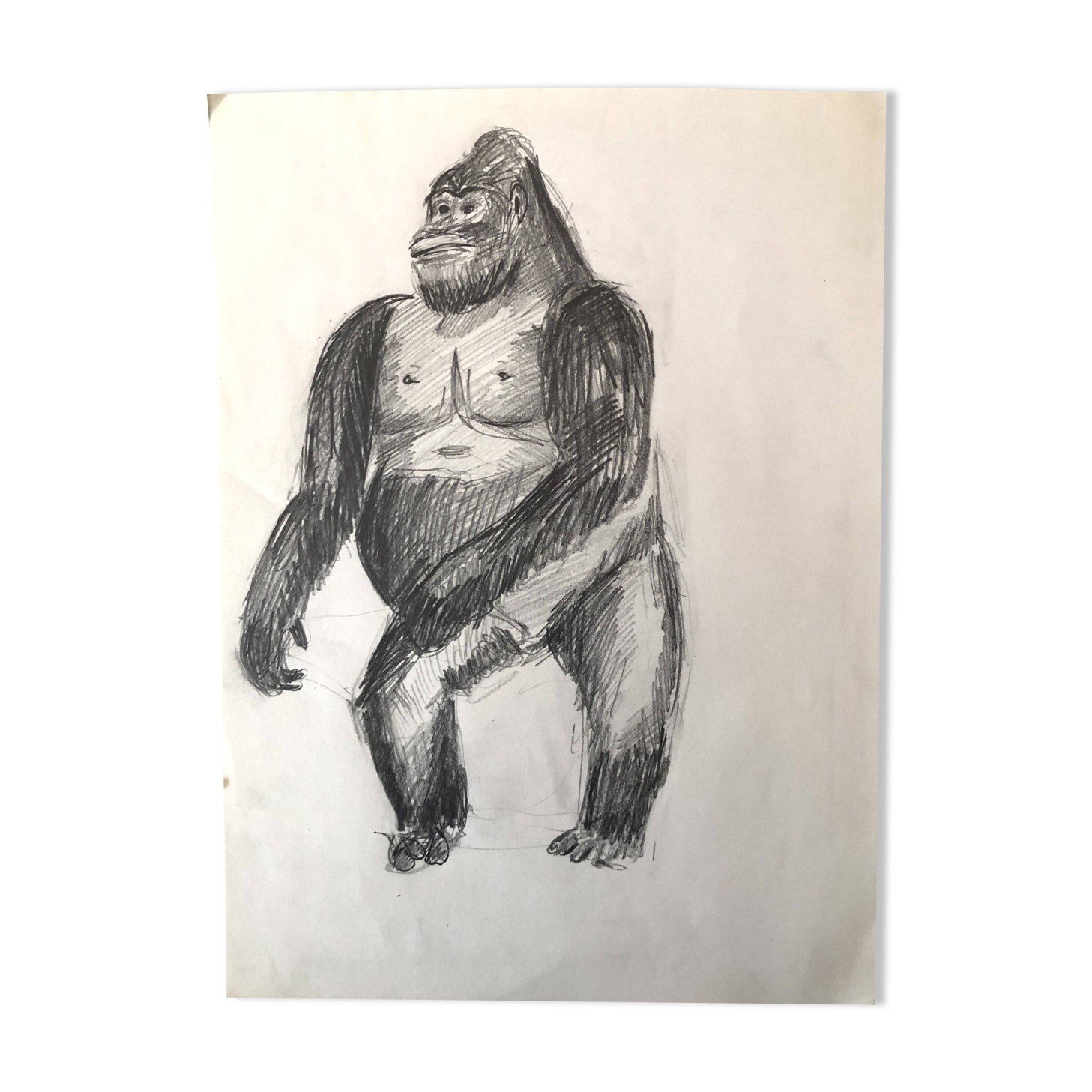 Gorilla Illustration