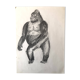 Gorilla Illustration