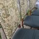 6 Louis XV style solid wood chairs with jacquard upholstery.