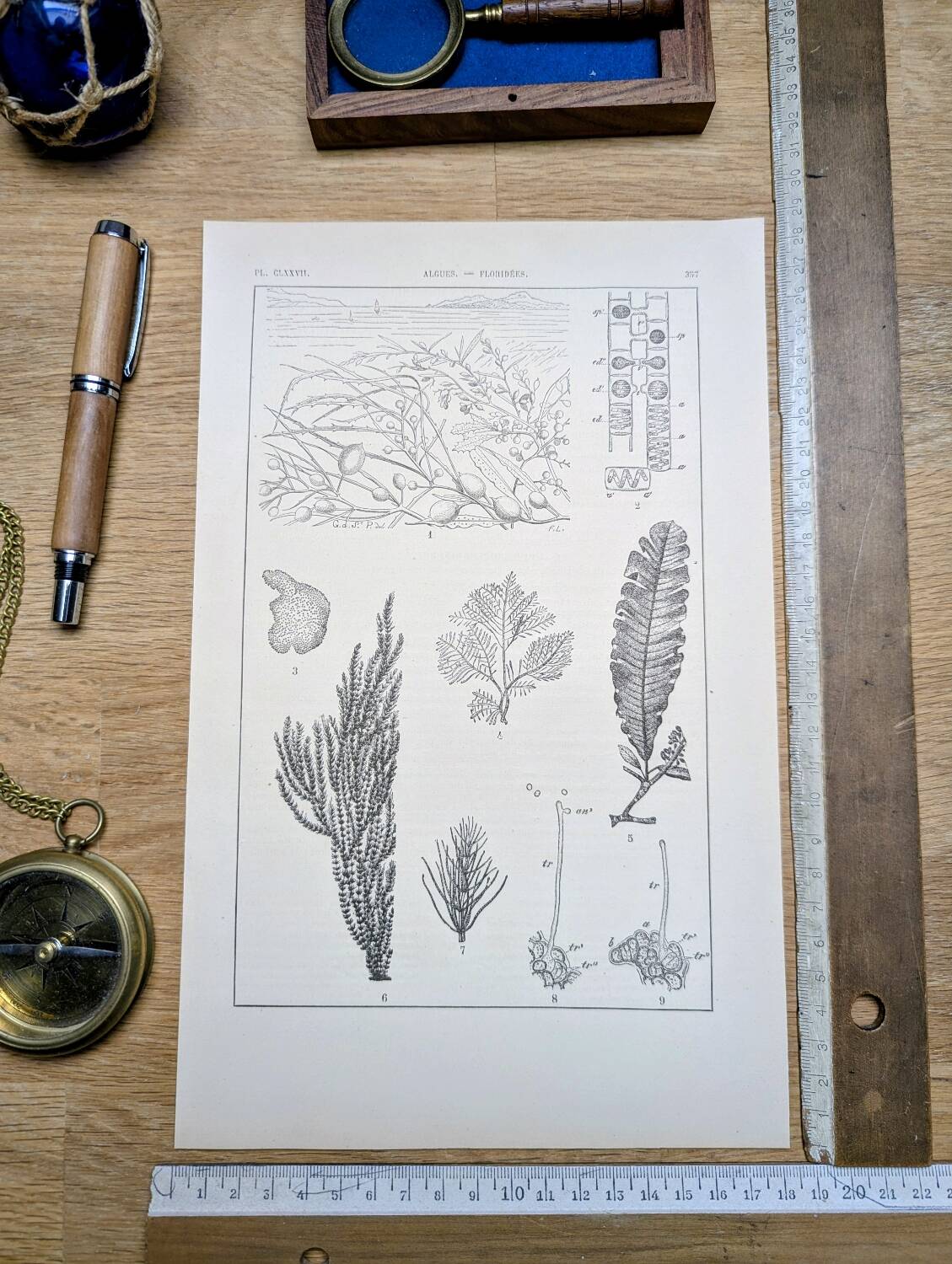 Printed in 1889, algae, florid.