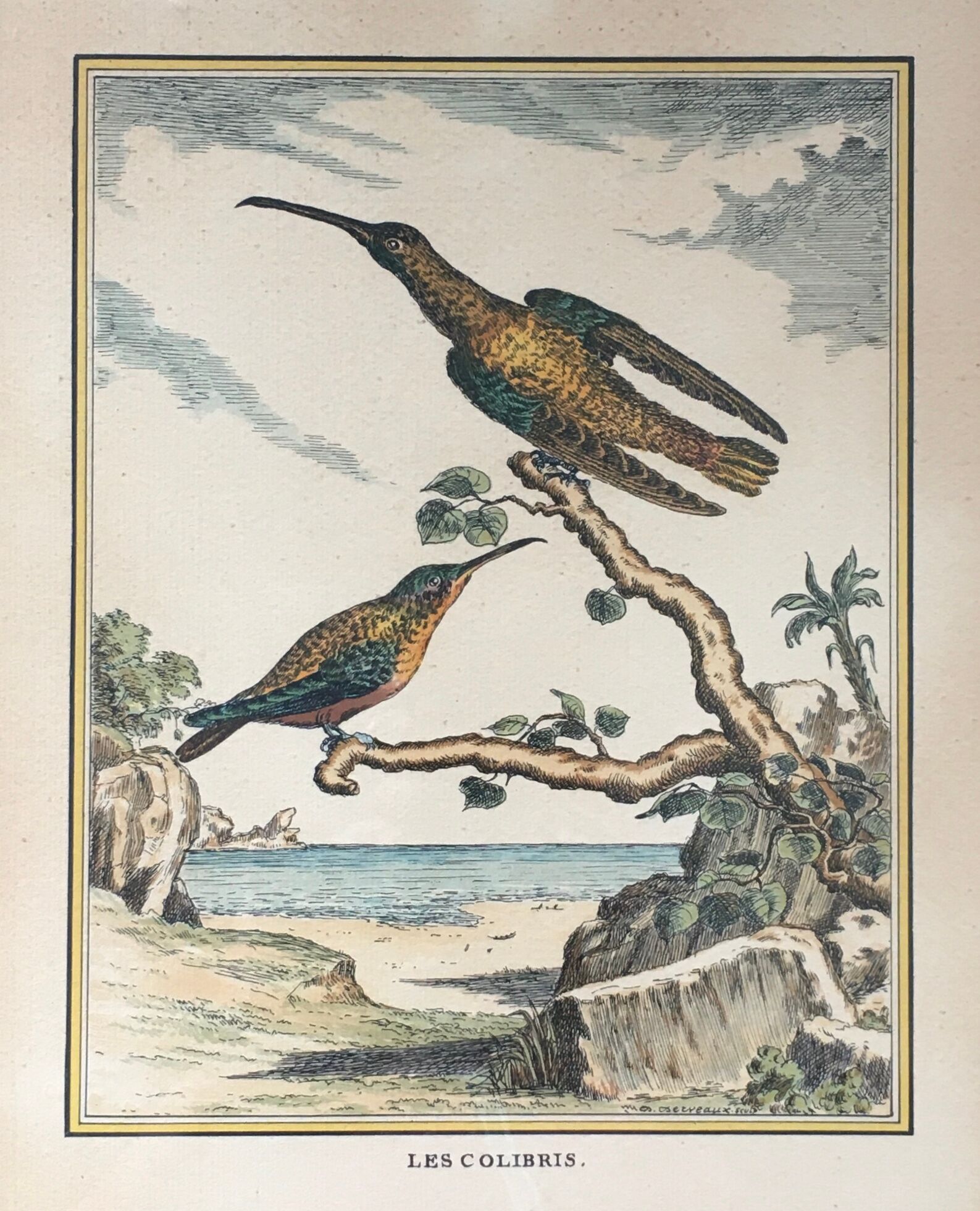 Illustration of hummingbirds.
