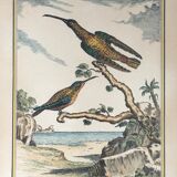 Illustration les colibris