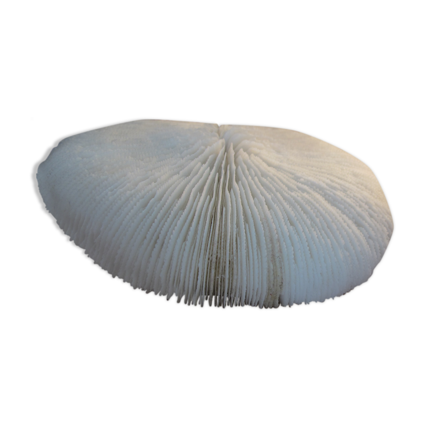 Corail fungia blanc