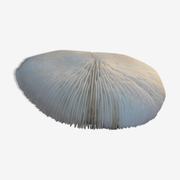 Coral fungia white