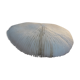 Corail fungia blanc