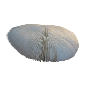Coral fungia white