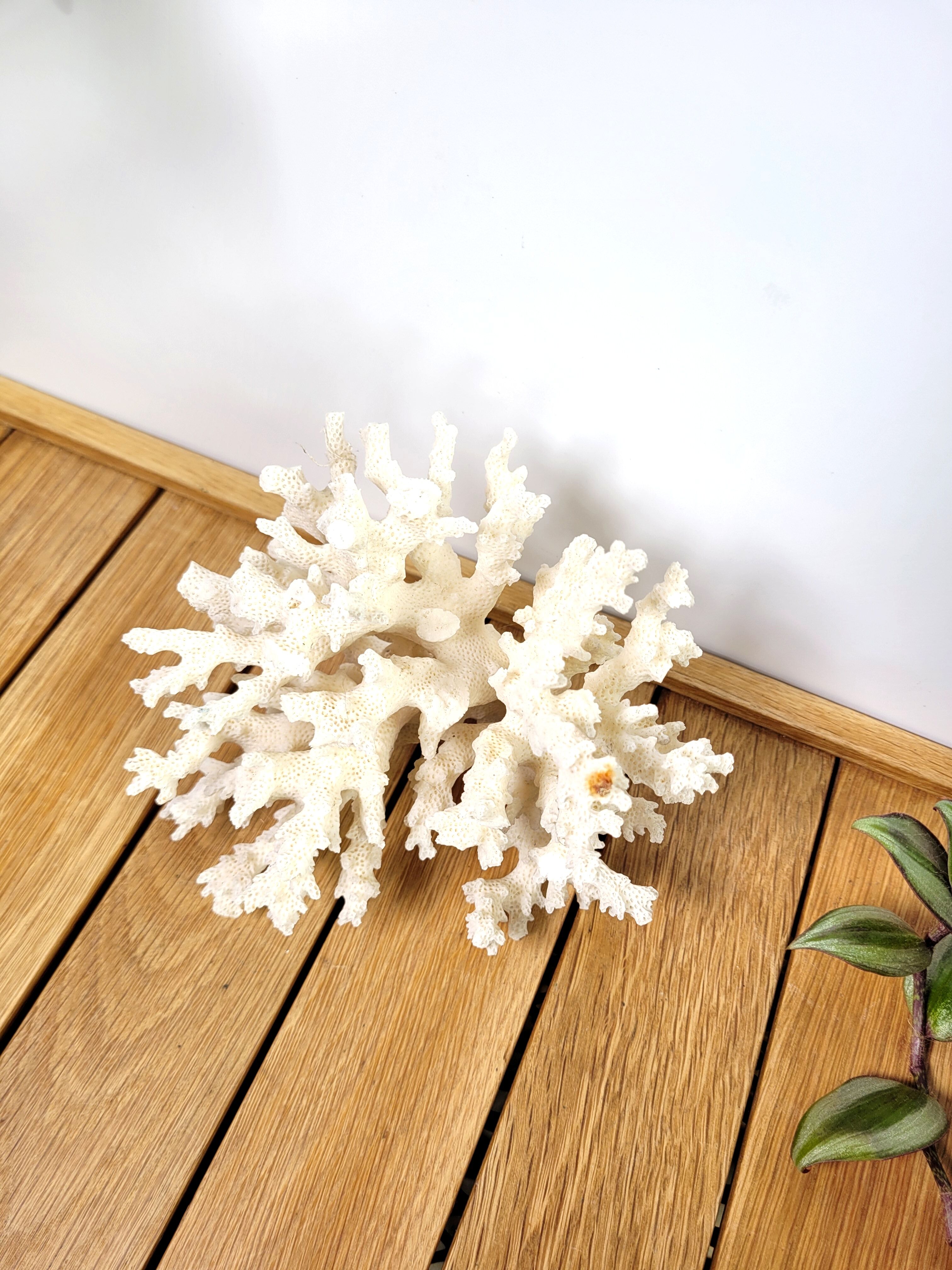 White coral 14cm