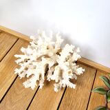 White coral 14cm