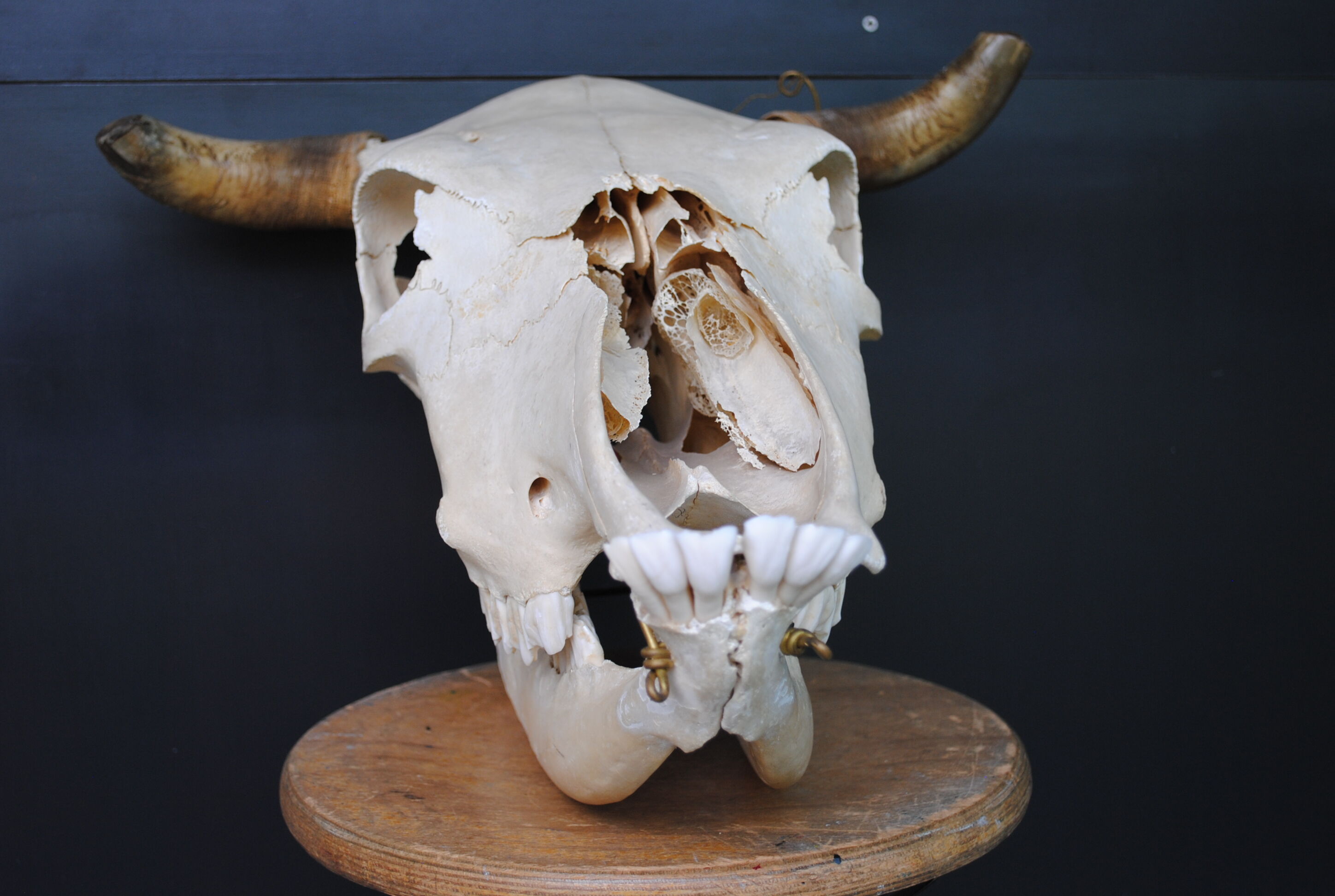 Skull of bovine