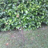 Plant holder h135cm vintage twisted iron