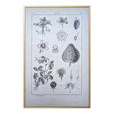 Planche botanique vintage imprimée en 1889, les Fragariées.