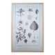 Vintage botanical plate printed in 1889, Fragariaceae.