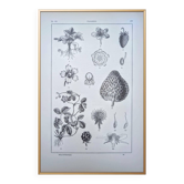 Vintage botanical plate printed in 1889, Fragariaceae.