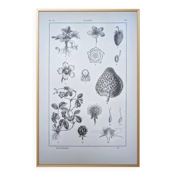 Planche botanique vintage imprimée en 1889, les Fragariées.