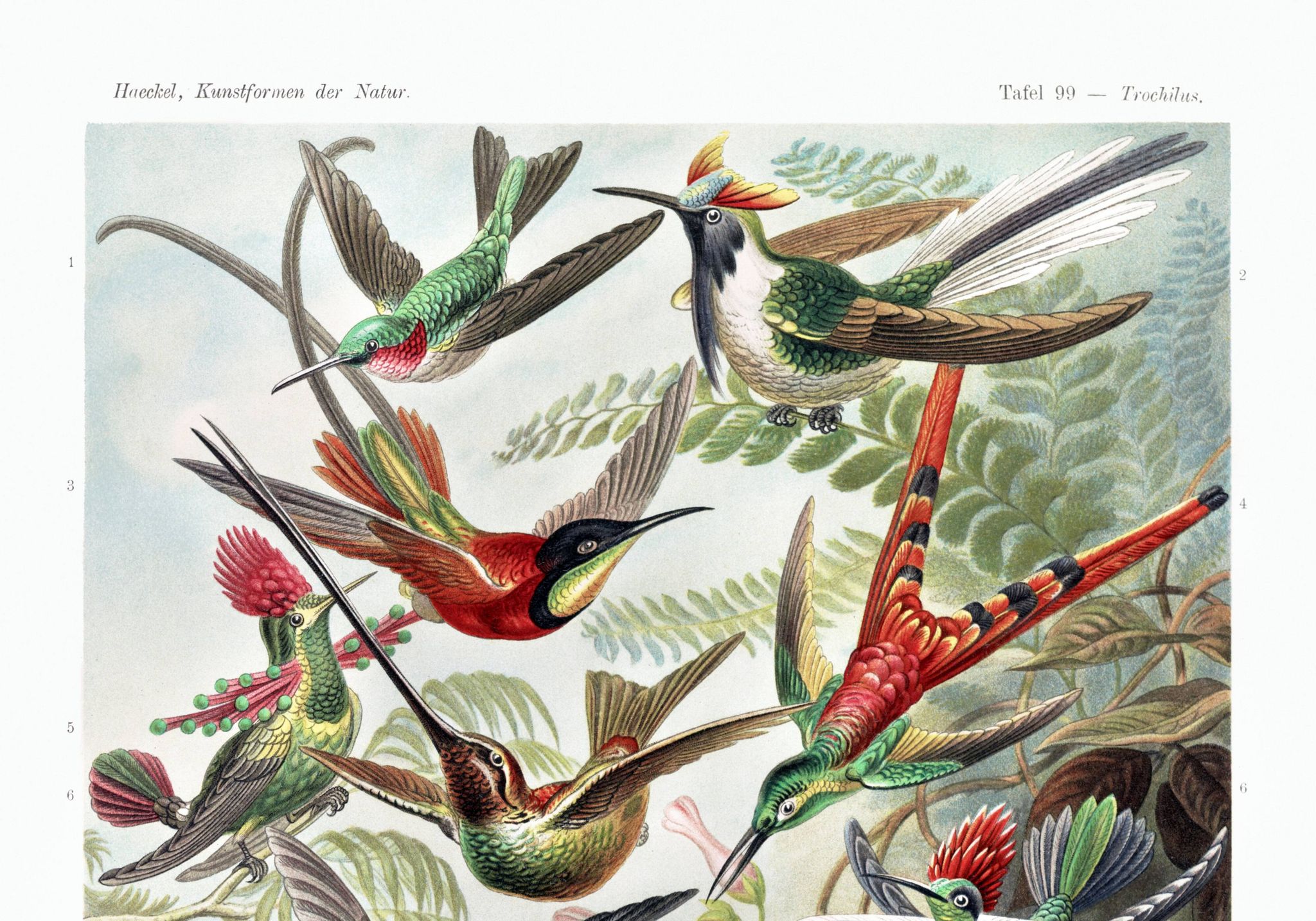 Affiche sur les colibris, d’après une lithographie ancienne de 1904.