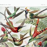 Poster about hummingbirds, based on an old lithograph from 1904.