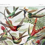 Affiche sur les colibris, d’après une lithographie ancienne de 1904.
